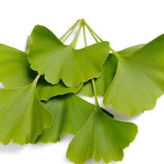 Extracto de Ginkgo Biloba